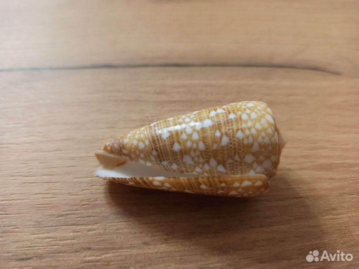 Морская раковина