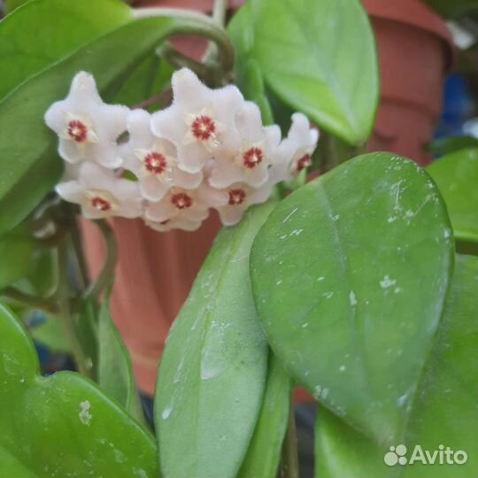 Хойя карноза