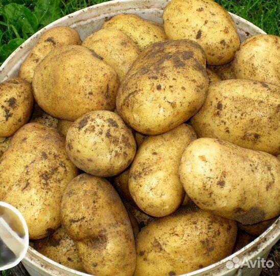 Картофель домашний деревенский