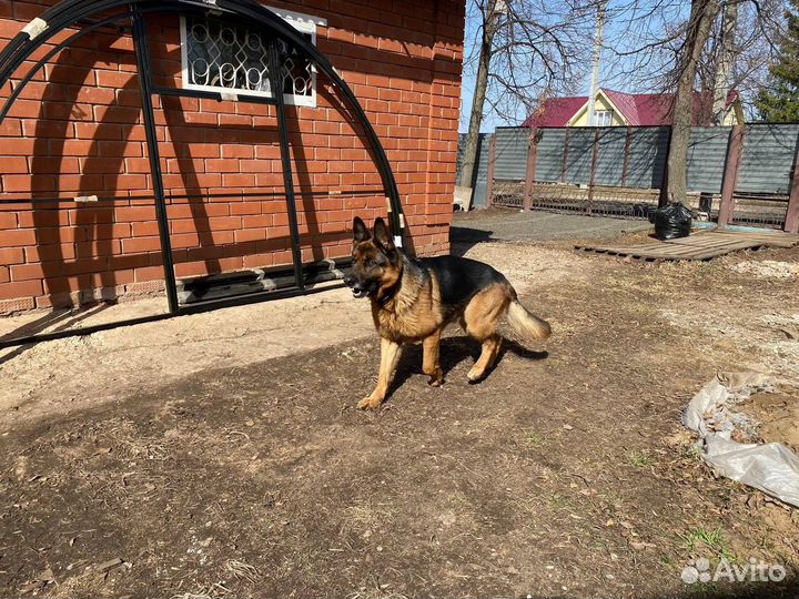 Немецкая овчарка