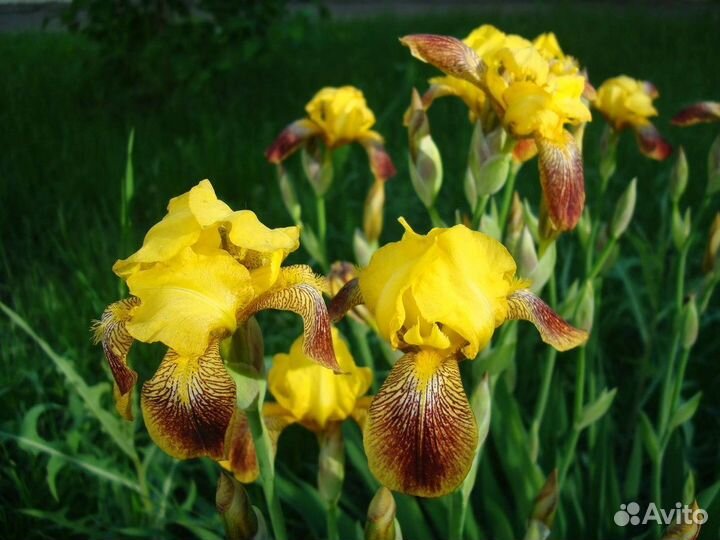 Многолетние цветы и рассада