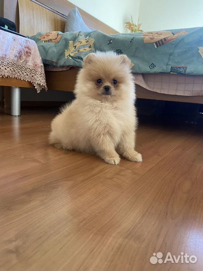 Мальчик померанского щпица, Форест