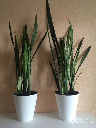 Сансевиерия большой куст в кашпо Икеа