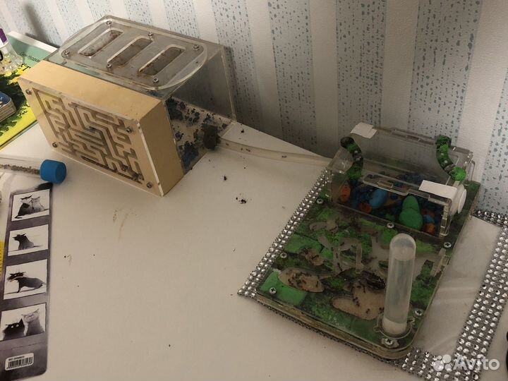 Муравьиная ферма с муравьями