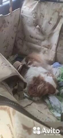 Автогамак для перевозки собак Happy Dog Premium