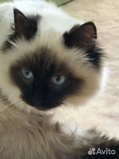 Невская маскарадная кошечка