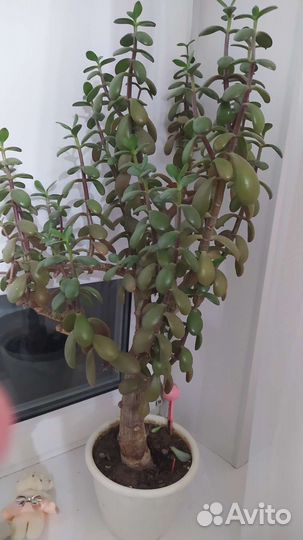 Каланхоэ, седум, взрослое денежное дерево