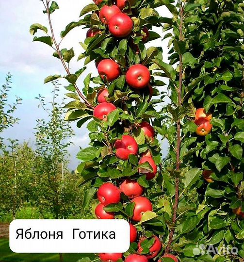 Яблони,груши,черешни,вишни,сливы,смородина и др