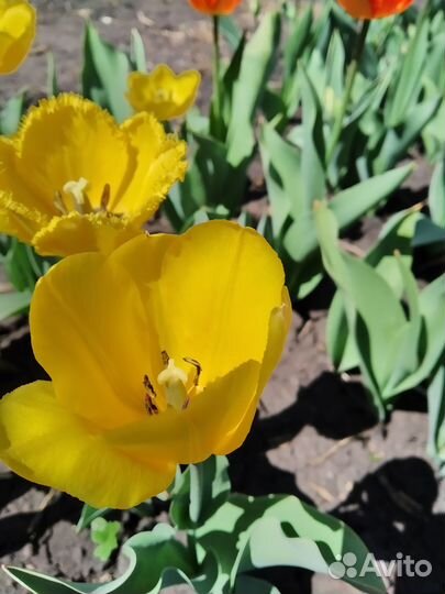 Луковицы тюльпанов