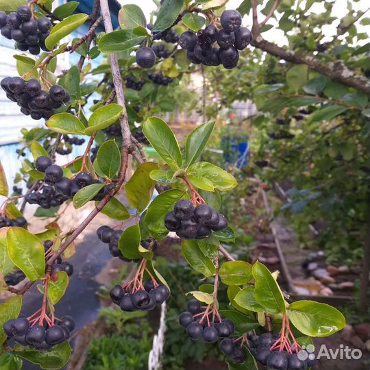 Черноплодная рябина