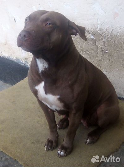 Американский питбуль