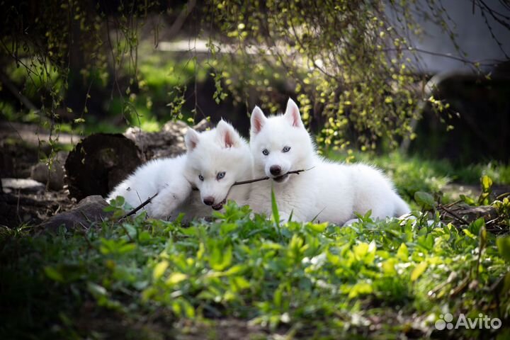 Белые щенки хаски