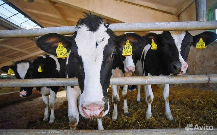 Оператор машинного доения. Вахта