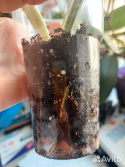 Монстера вариегатная Альба