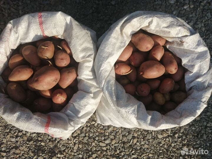 Семенной картофель