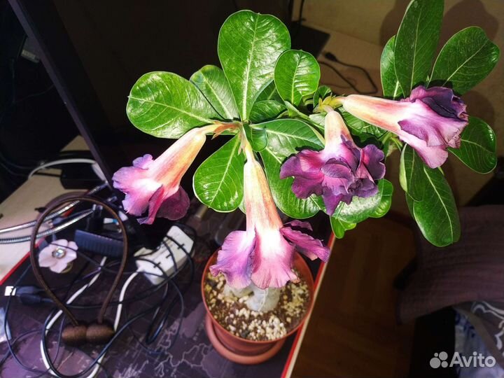 Адениум взрослый