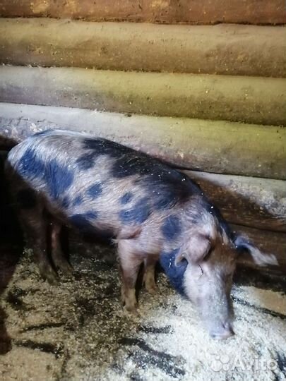 Хряк на племя