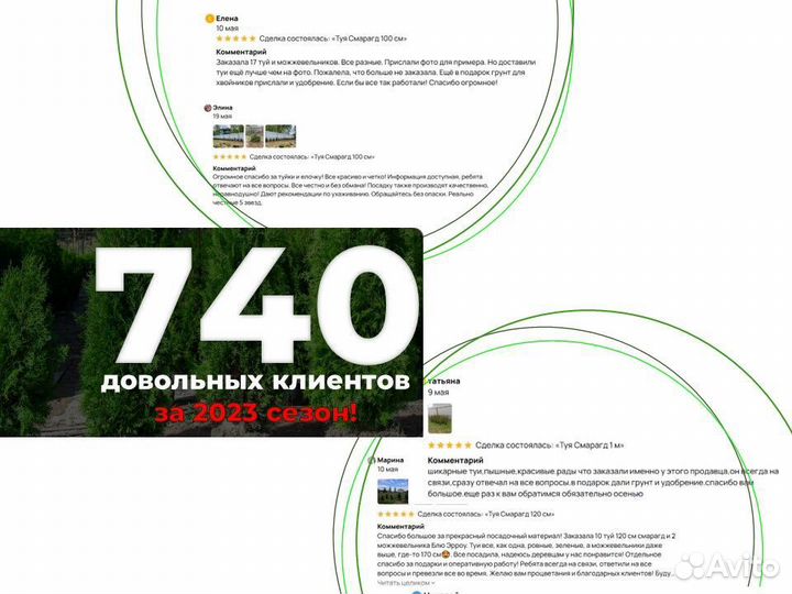 Туи смарагд 180 см