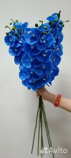 Орхидея фаленопсис