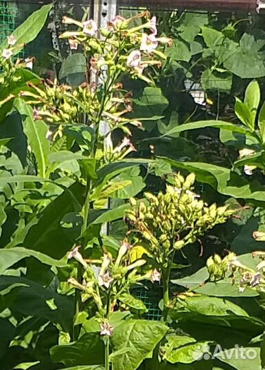 Семена табака