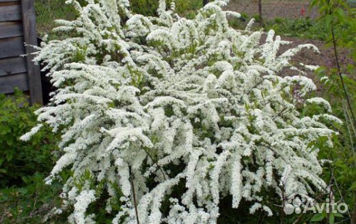 Саженцы однолетних растений:Годжи, боярышник