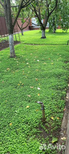 Посадка газона