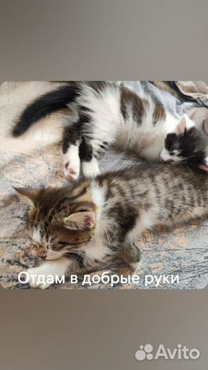 Кошки в добрые руки бесплатно