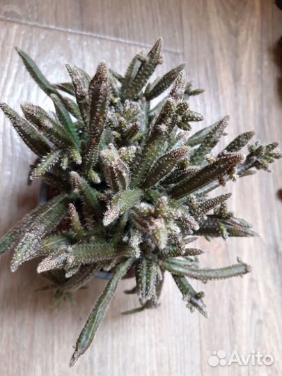 Суккуленты