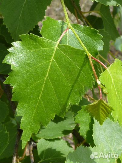 Сушеные листья молодые