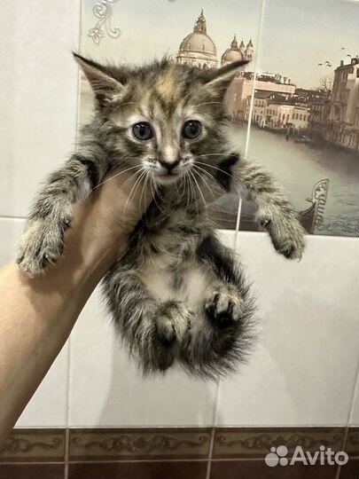 Котята 2 мес в дар