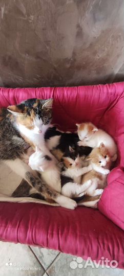 Котята в добрые руки