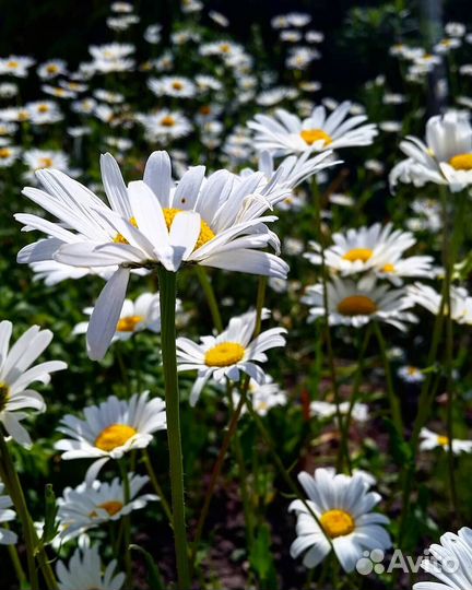 Ромашка для посадки