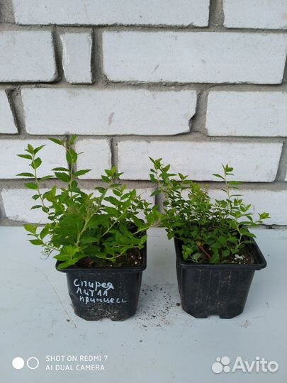 Саженцы декоративных кустарников