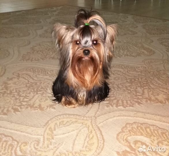 Йоркширский терьер мини щенки