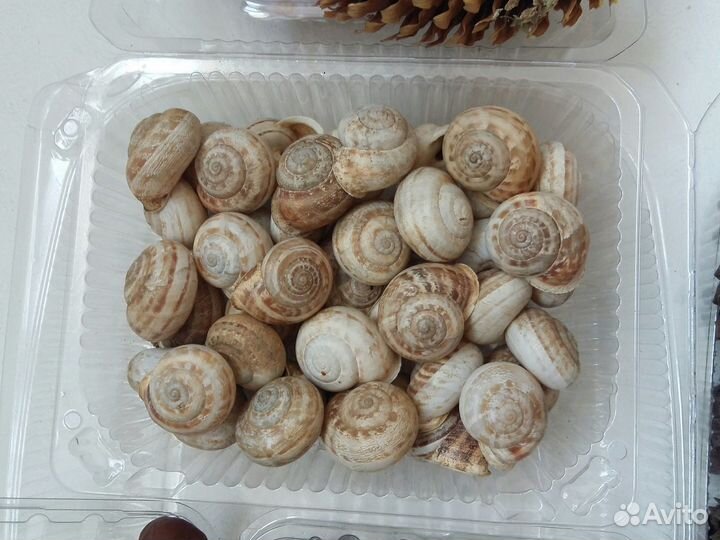 Шишки еловые сосновые жёлуди хлопок ракушки каштан