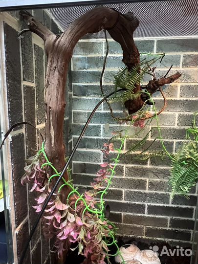 Хамелеон самец