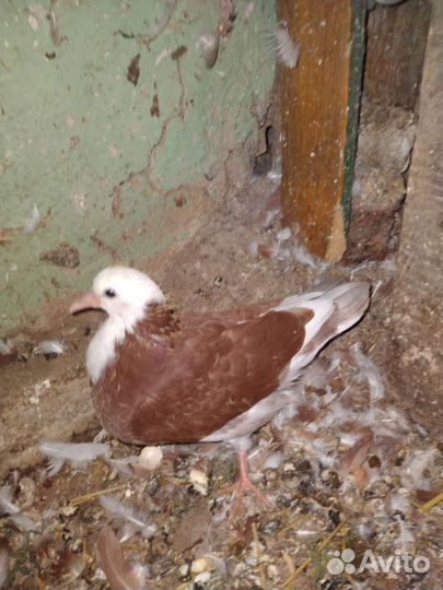 Бакинские широкохвостые голуби