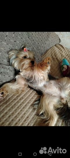 Йоркширский терьер щенки готовы к бронированию