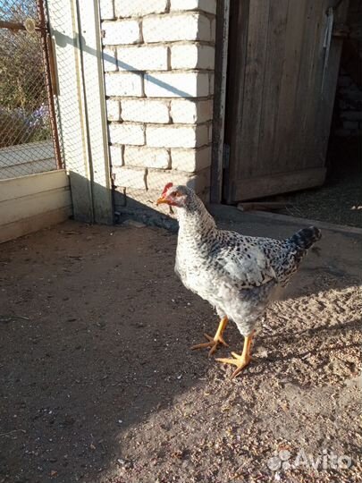 Петушки молодые