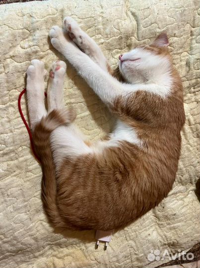 Спасённые коты и кошки ищут дом