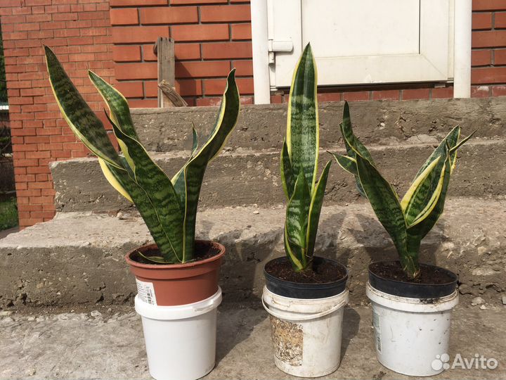 Сансевиерия