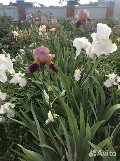 Ирисы бородатые