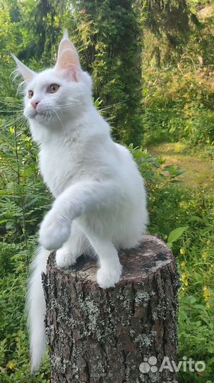Белый Мейн-кун котенок