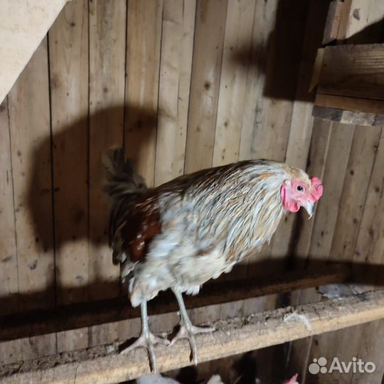 Петух Амераукан