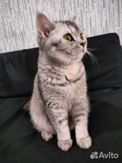 Котята британской шиншиллы серебро