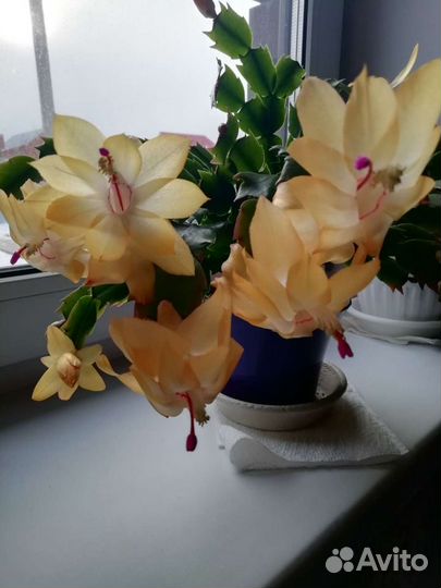 Шлюмбергера золотой