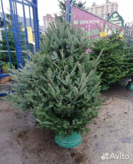 Лучшие новогодние елки - доставка по всей Москве