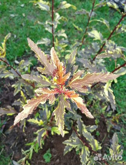 Пузыреплодник мозаик