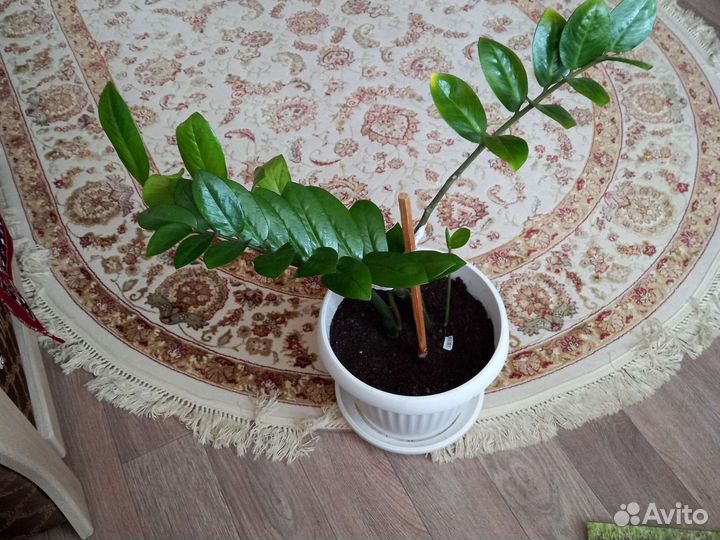 Замиокулькас