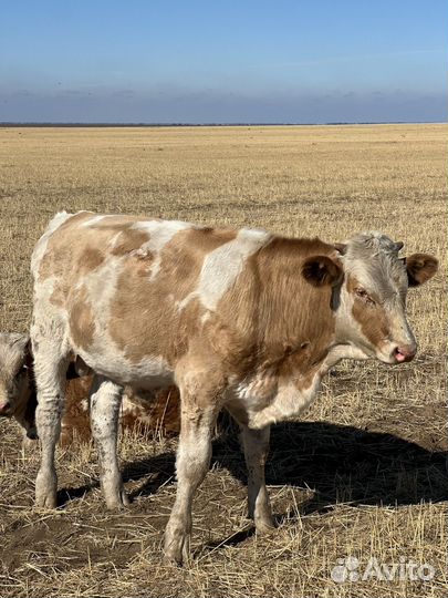 Телята бычки подсосные